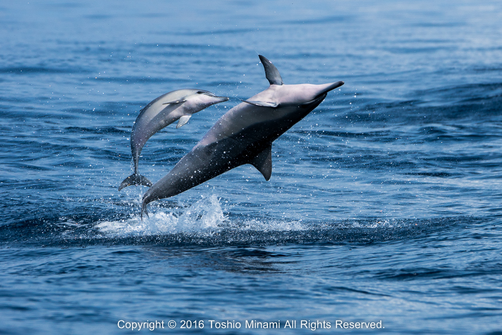 親子でジャンプするハシナガイルカ／Spinner dolphin_DSC2591