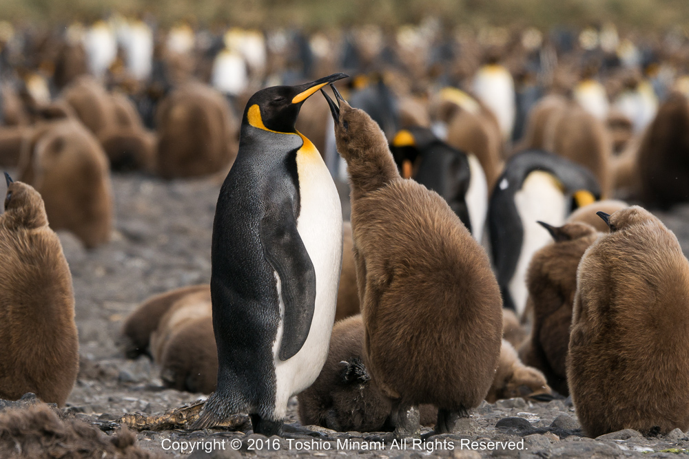 ソールズベリー平原のキングペンギンの親子_DSC3894