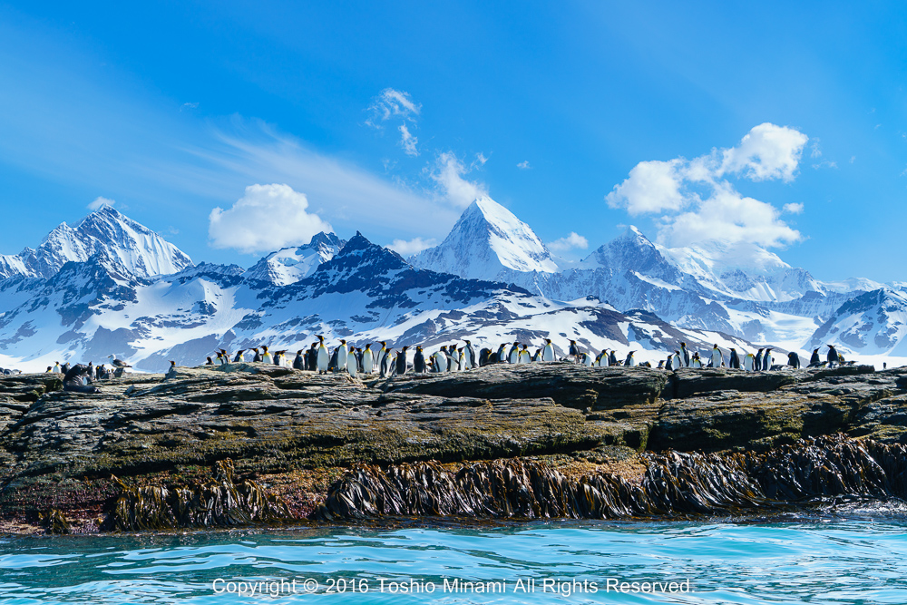 雪山とキングペンギン_DSC6185