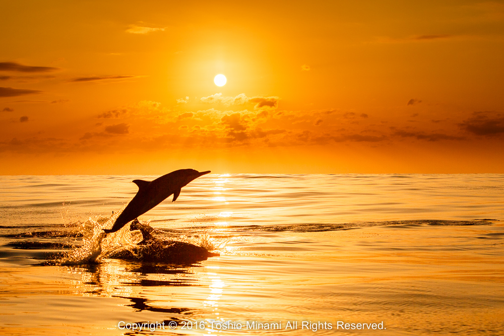 夕日を背景にジャンプするハシナガイルカ／Spinner dolphin_MG_0561