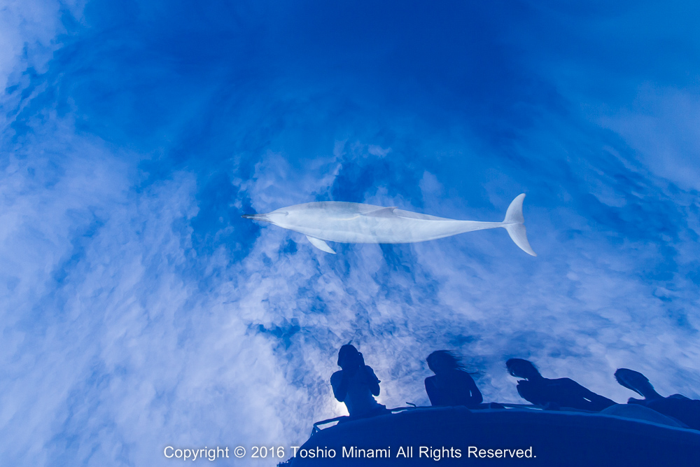 凪いだ海をハシナガイルカが泳ぐ。雲の切れ間から太陽がさすと僕達の影を写しだした。／Spinner dolphin_MG_4652
