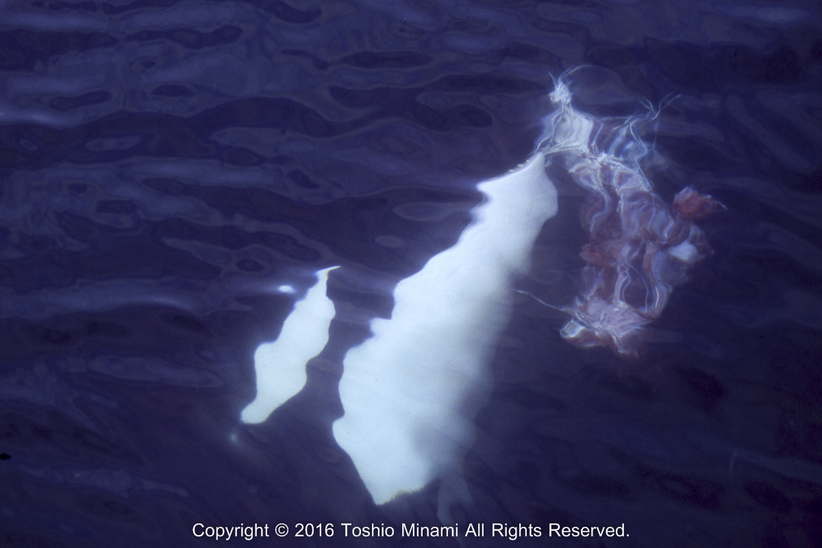 ハンティングしたイシイルカの内蔵をくわえてボートの舳先に泳いできた／orca053